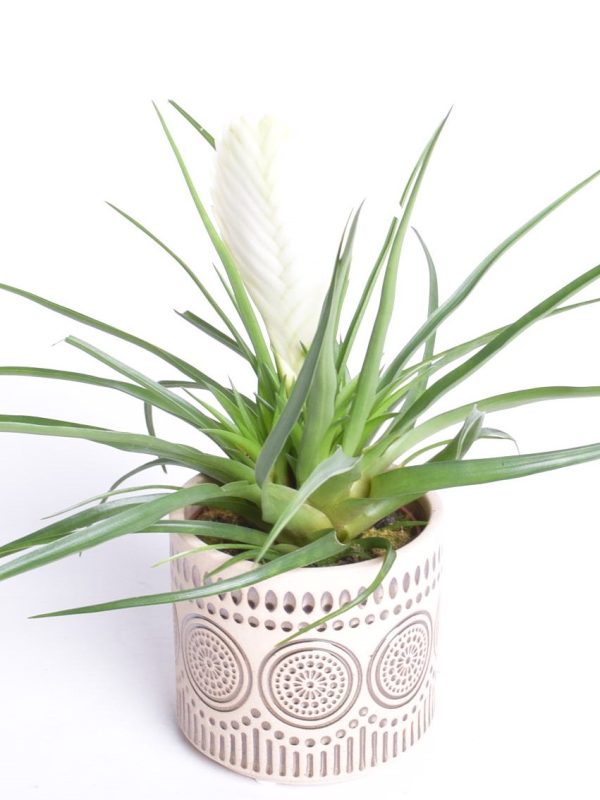 Sinine tillandsia 'Biancini' P9