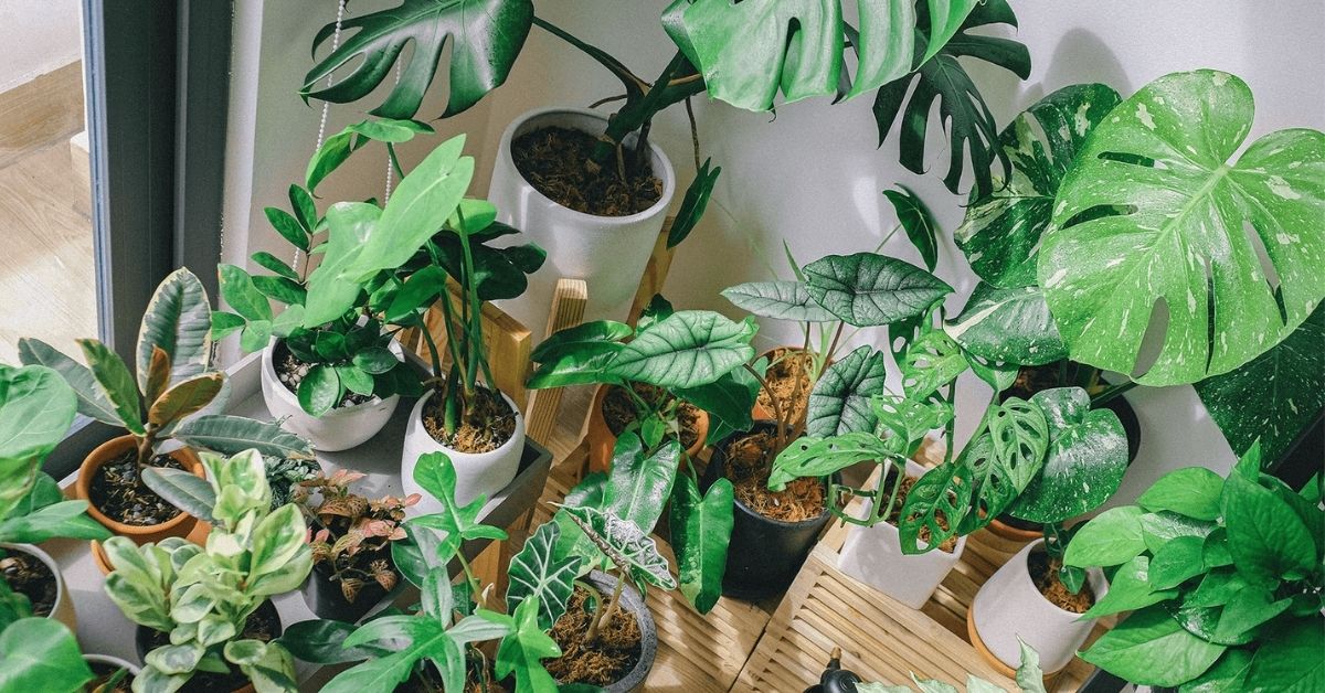 5 sobivat taime elutuppa