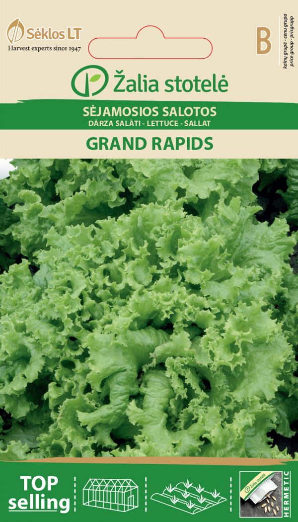 Lehtsalat 'Grand Rapids' B