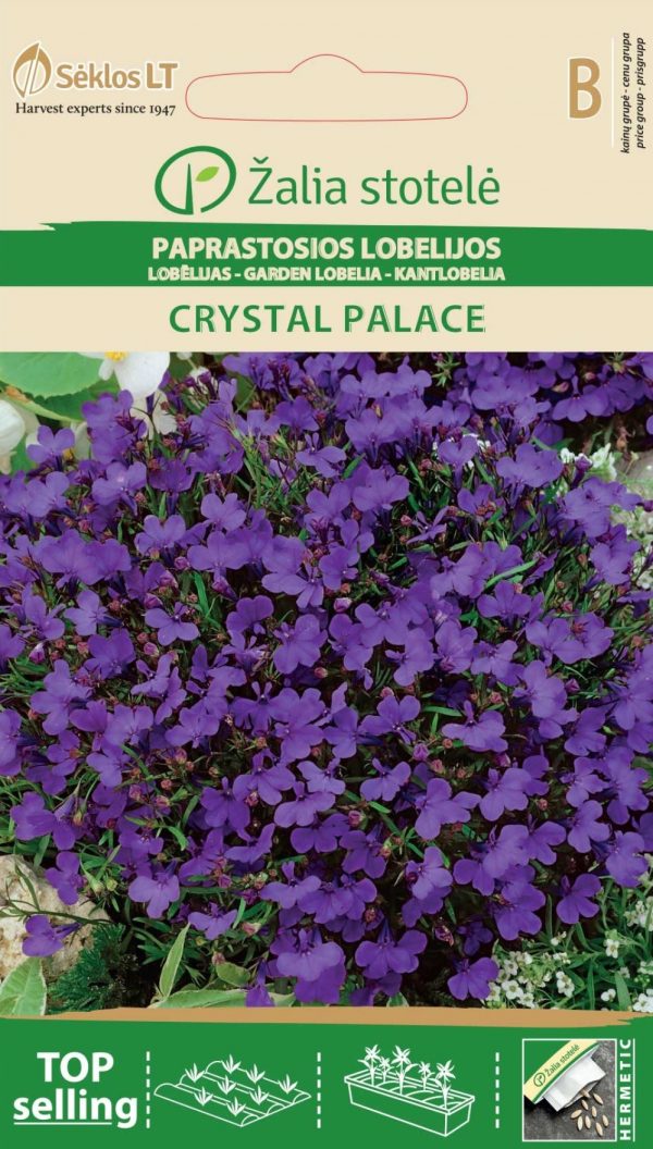 Lobeelia 'Crystal Palace'