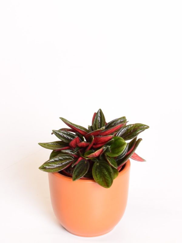 Keerdlehine peperoomia 'Rosso' P5,5