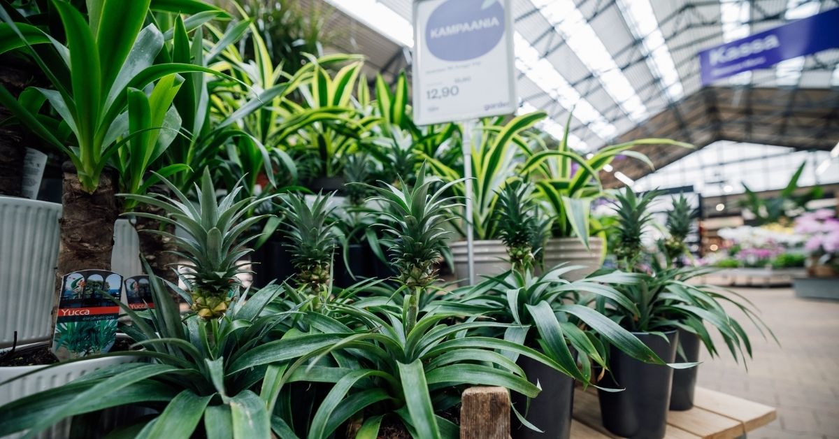 Kuidas valida toataime