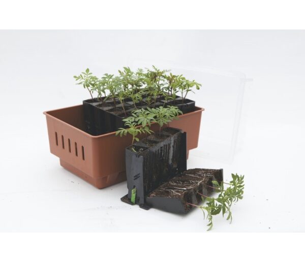 Minikasvuhoone Plantstart Rootmaster selfwatering