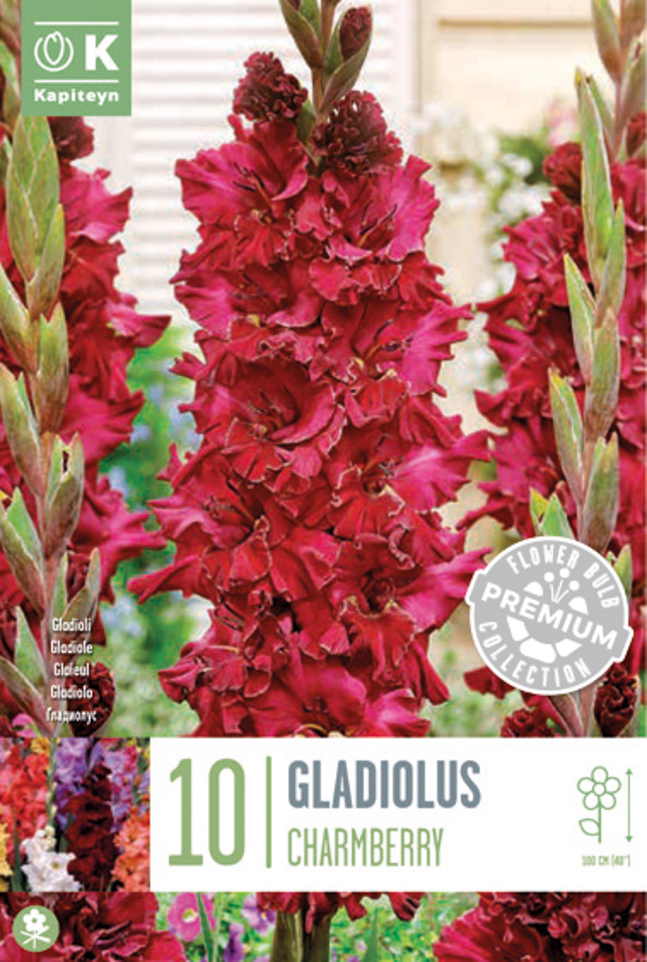 Gladiool ‘Velvet Raspberry/Charmberry’ 10tk