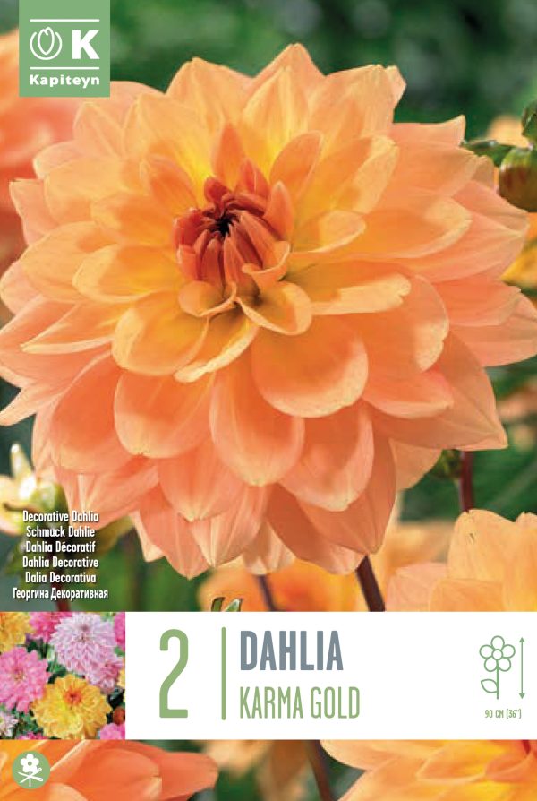 Daalia 'Karma Gold' 2tk