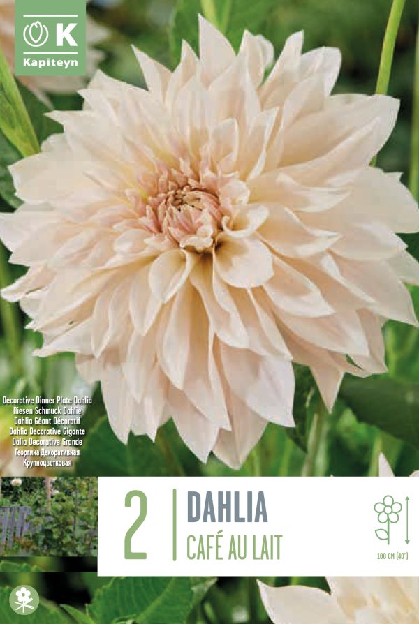 Daalia 'Cafe au Lait' 2tk