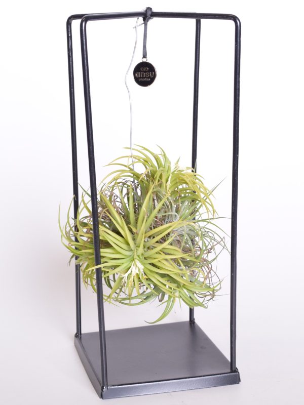 Tillandsia Magic Ball 20cm õhulill raamil