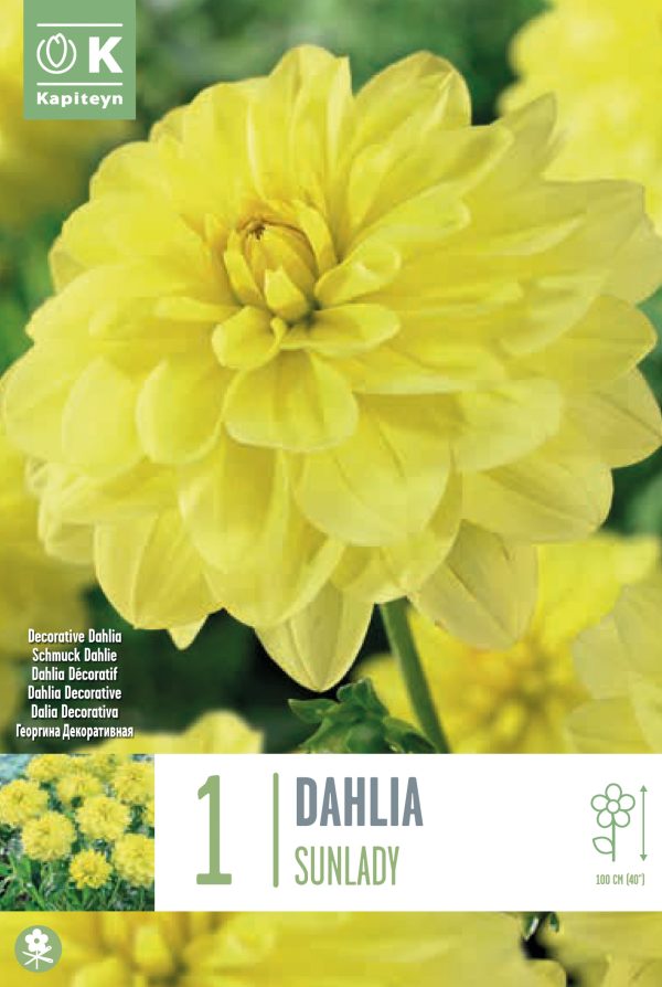 Daalia 'Sunlady' 2tk