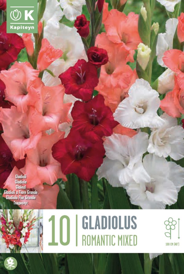 Gladiool 'Romantic Mix' 10tk