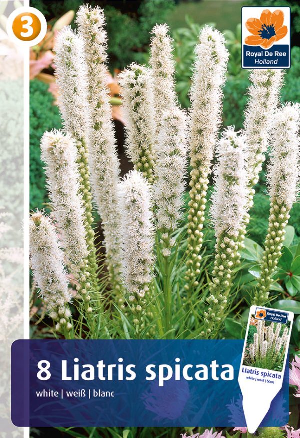 Tähkjas liatris 'White' 8tk