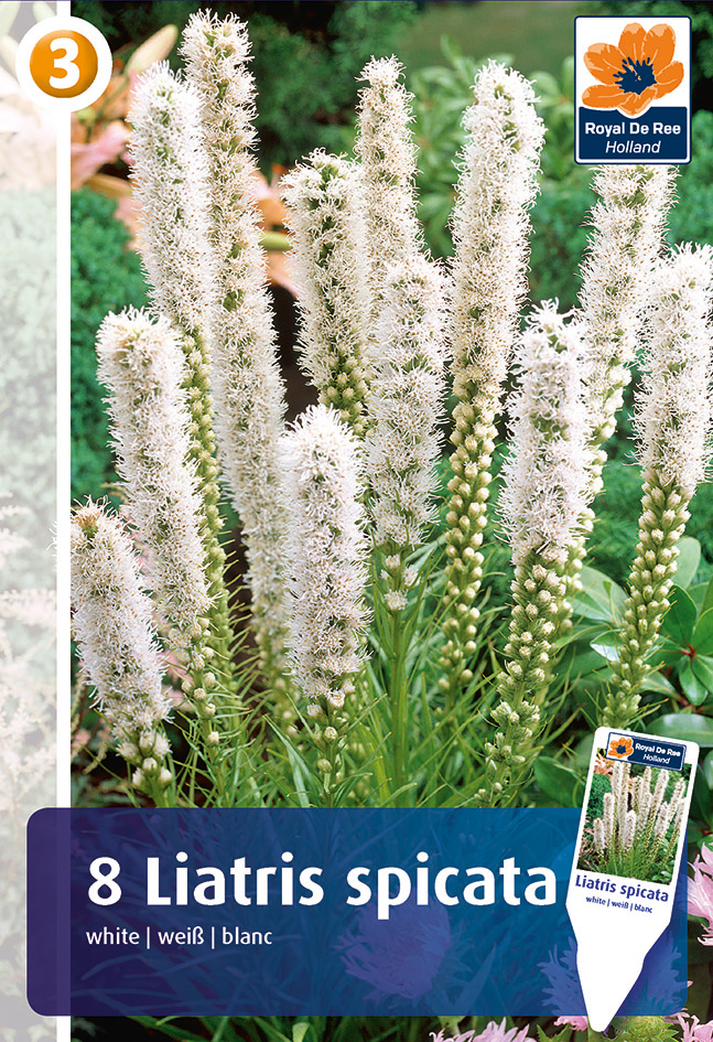 Tähkjas liatris ‘White’ 8tk