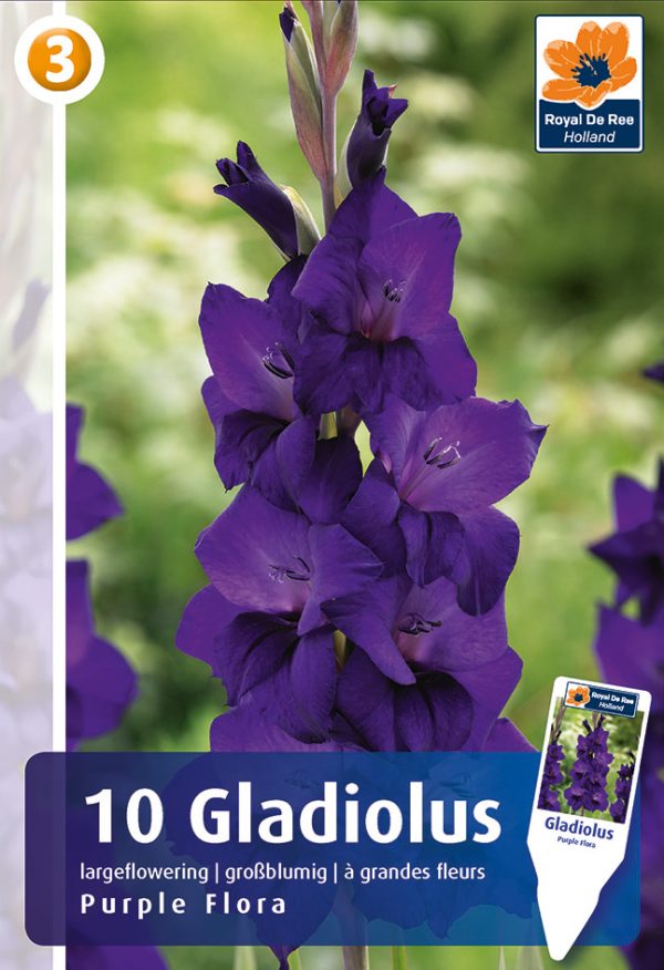 Gladiool 'Purple Flora' 10tk