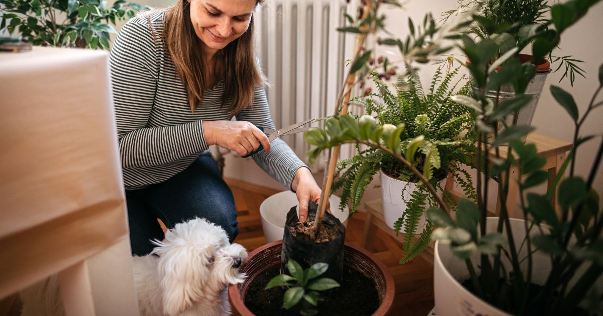 Roheline kodu lemmikloomaga – lihtsad ja ohutud lahendused