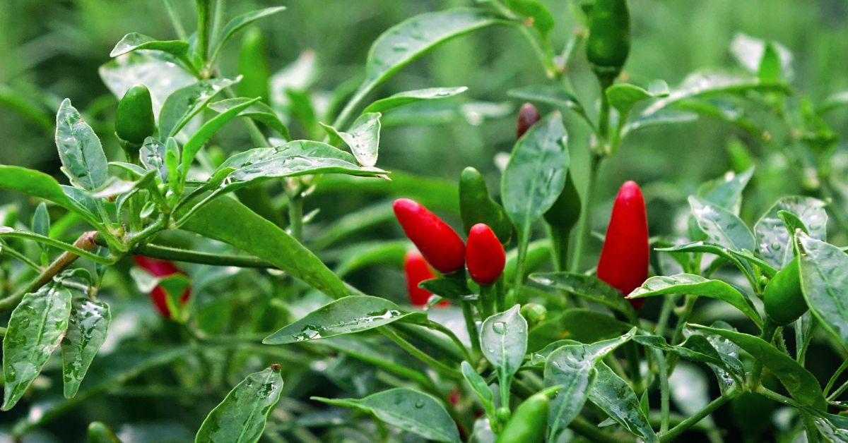 paprika külvamise aed