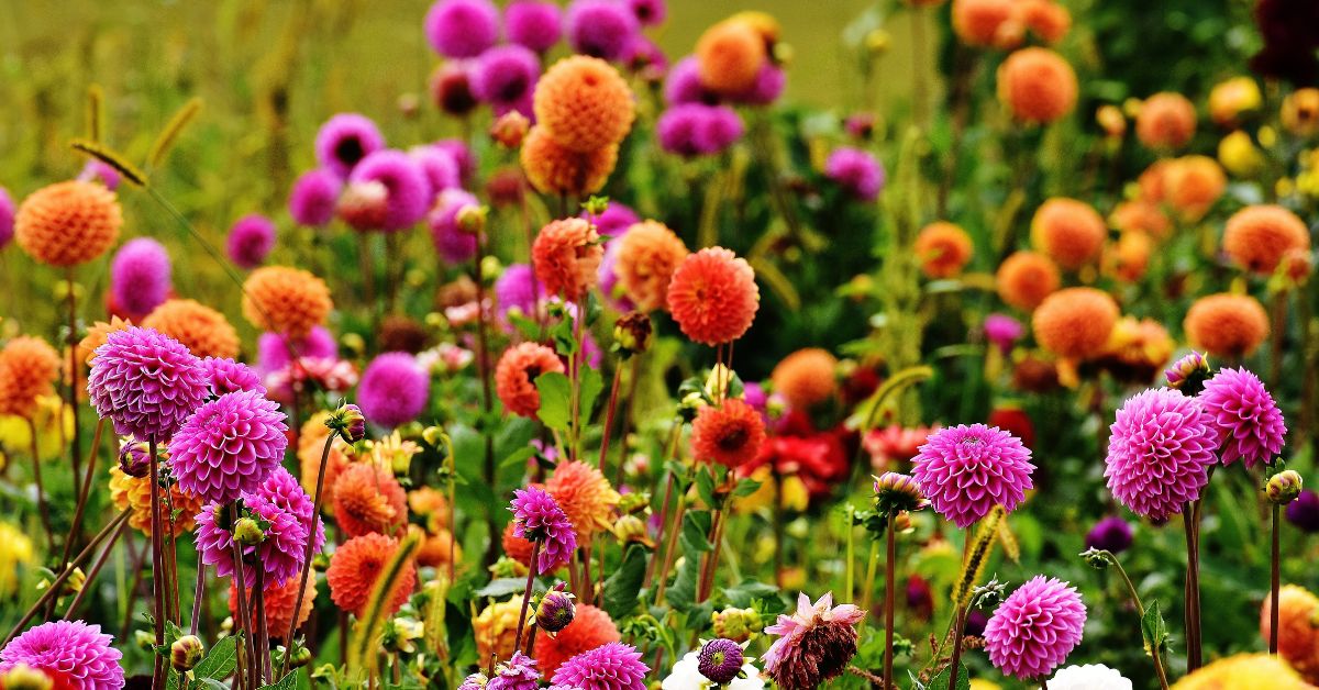 Daaliate kasvatamine