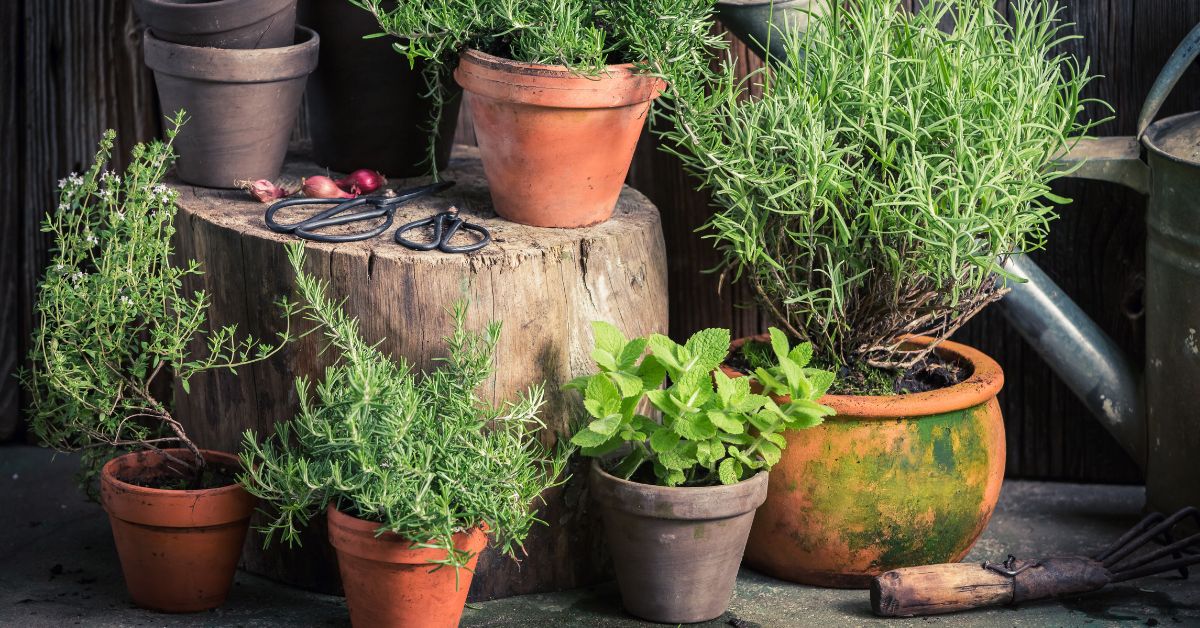 Populaarsed maitsetaimed aeda ja kööki