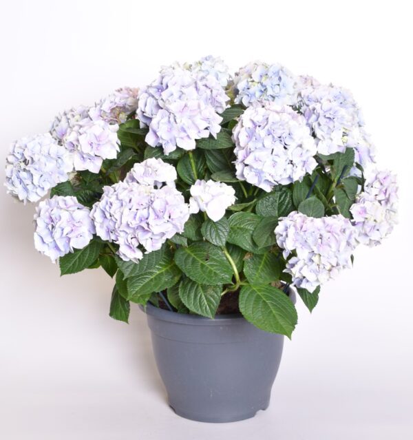 Suurelehine hortensia P32 erinevad