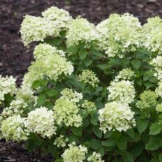 Aedhortensia ‘Limelight’ C5/P23