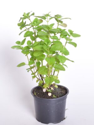 Sidrunmünt ‘Orange’ P12 /Eestis kasvatatud