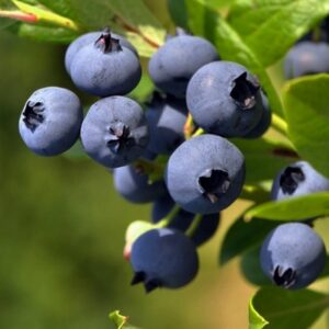 Kännasmustikas ‘Goldtraube’ C5/P23