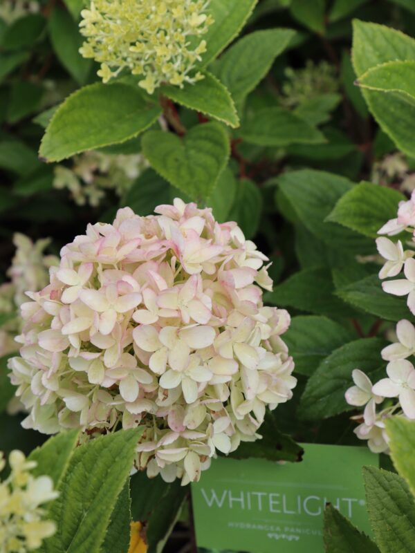 Aedhortensia 'Gardenlights Whitelight' C2/P17