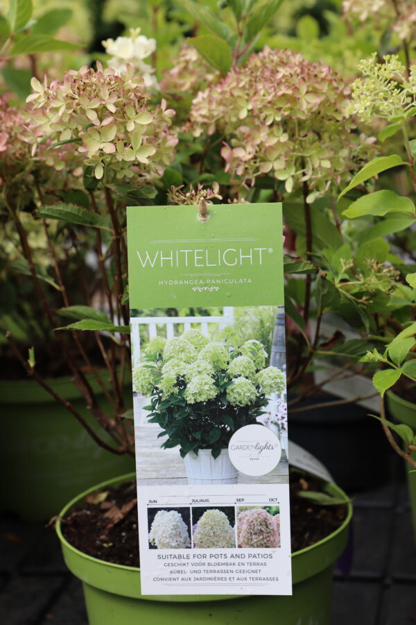 Aedhortensia 'Gardenlights Whitelight' C2/P17