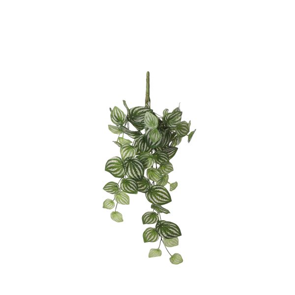 Kunstlill Peperomia rippuv l. roheline v