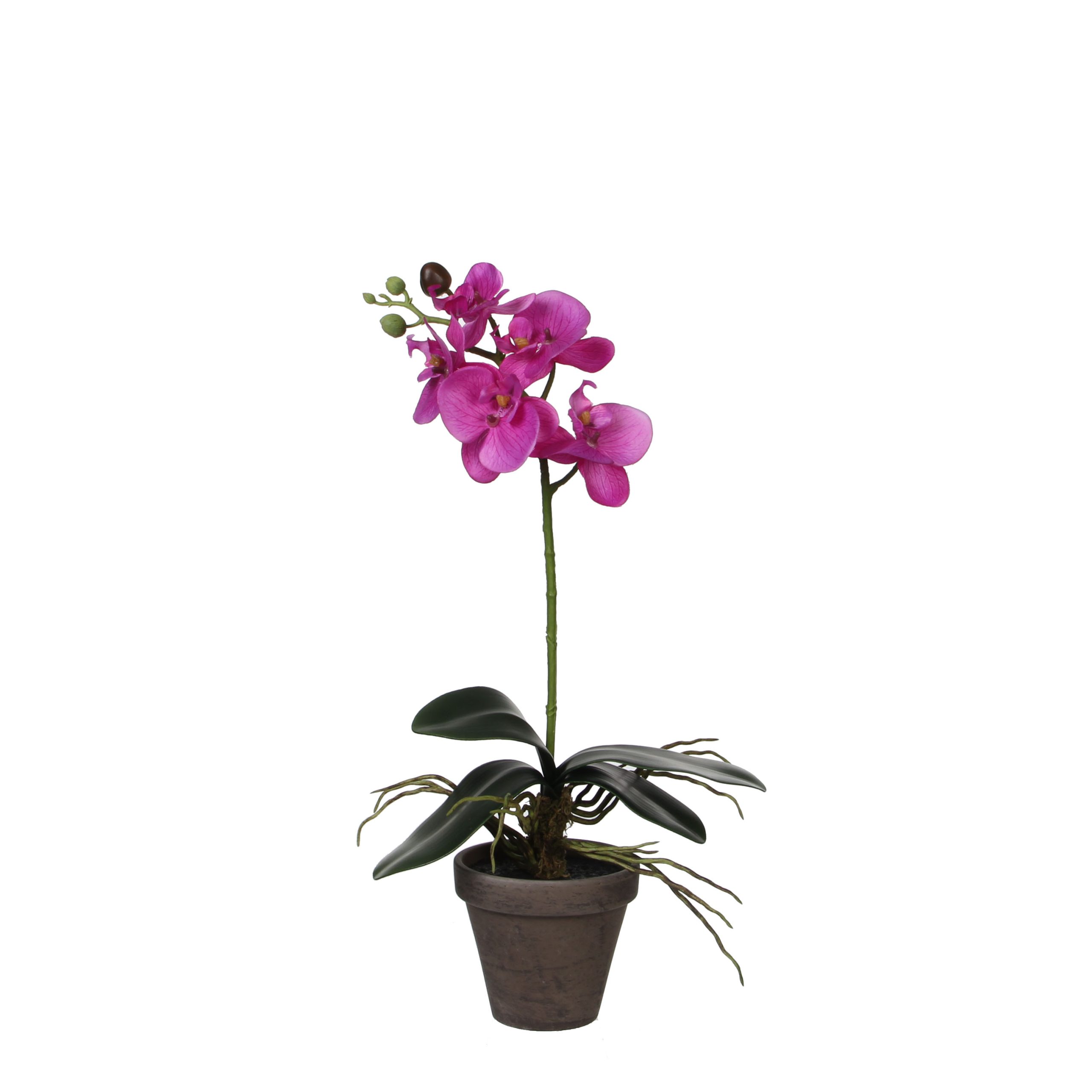 Kunstlill Phalaenopsis lilla potis d11,5