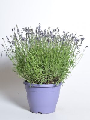 Tähklavendel ‘Essence Pure Purple’ P32