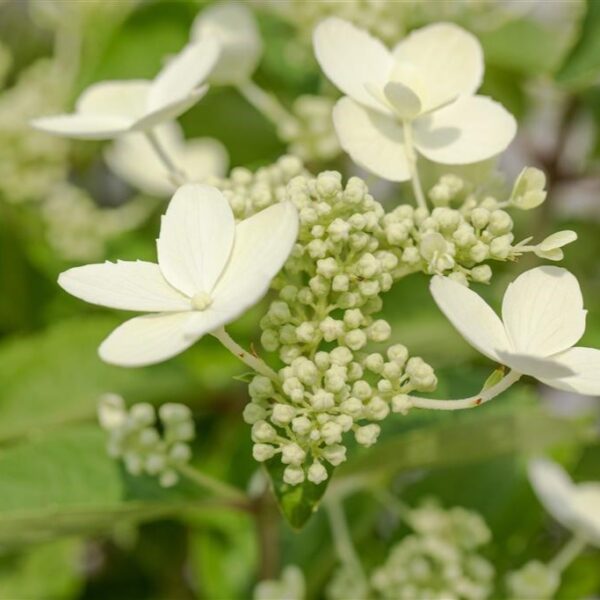 Aedhortensia 'Prim White' P19