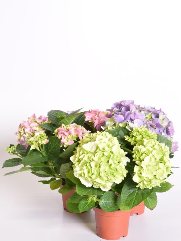 Suurelehine hortensia P10/P12 erinevad