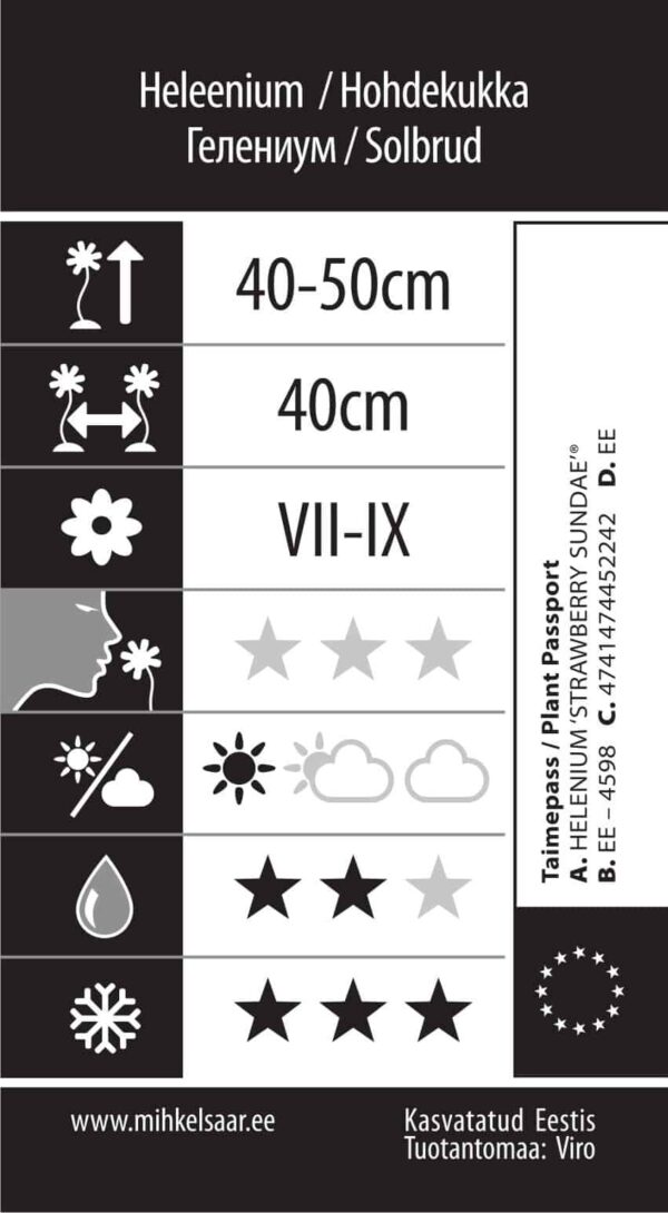 Heleenium 'Strawberry Sundae' C3 /Eestis kasvatatud