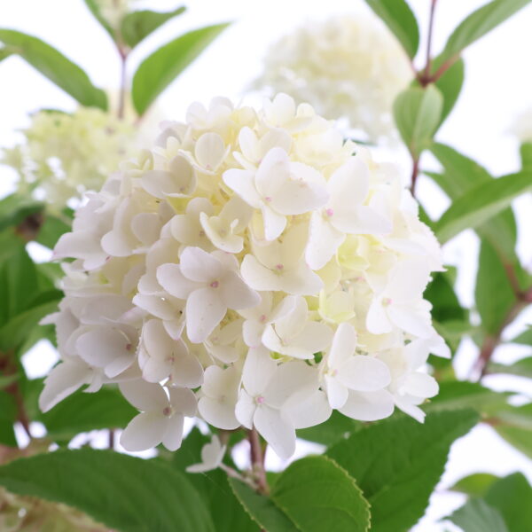 Aedhortensia 'Gardenlights WhiteLight' P26 40cm