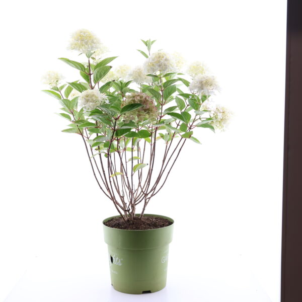 Aedhortensia 'Gardenlights WhiteLight' P26 40cm