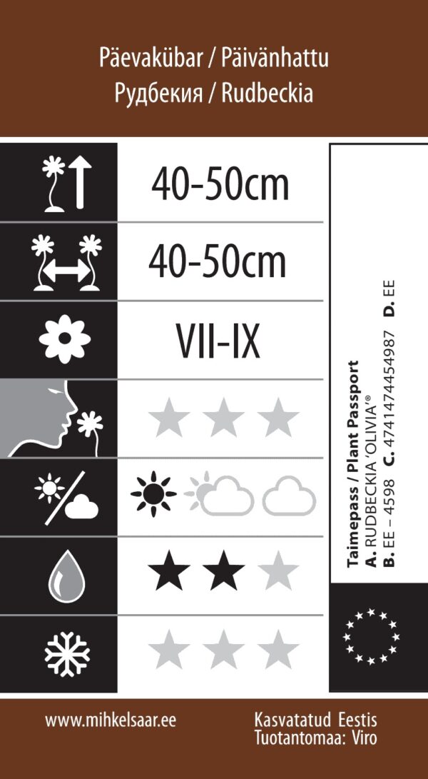 Päevakübar 'Ophelia' C3 /Eestis kasvatatud