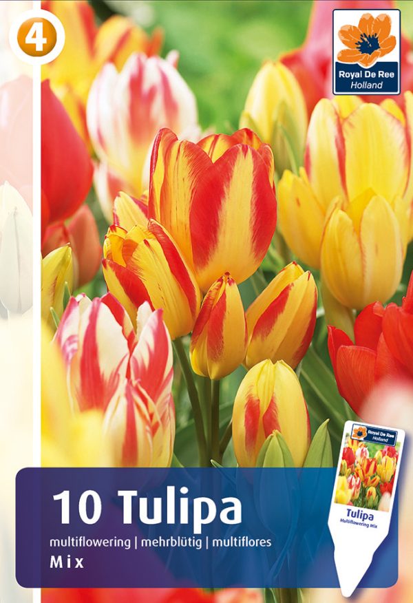 Tulp mitmeõieline segupakk 10tk