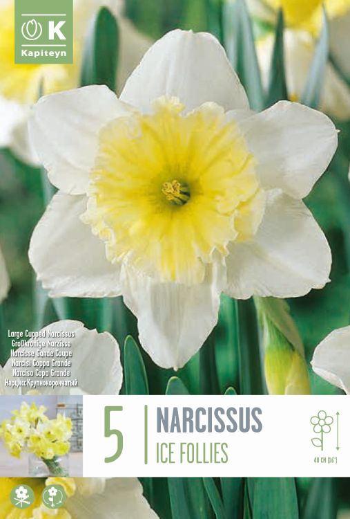 Nartsiss ‘Ice Follies’ 5tk/pk