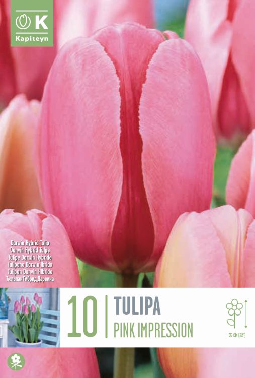 Tulp ‘Pink Impression’ 10tk