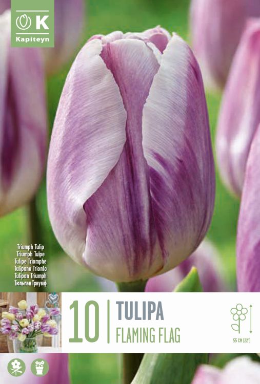 Tulp ‘Flaming Flag’ 10tk/pakis