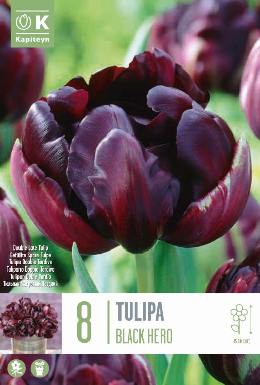 Tulp ‘Black Hero’ 8tk