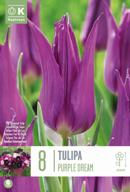 Tulp ‘Purple Dream’ 8tk/pk