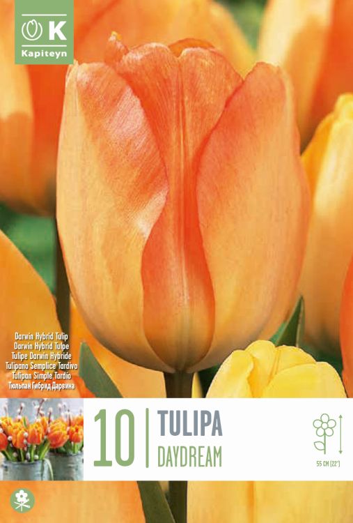 Tulp ‘Daydream’ 10tk (Darwinhübriid)