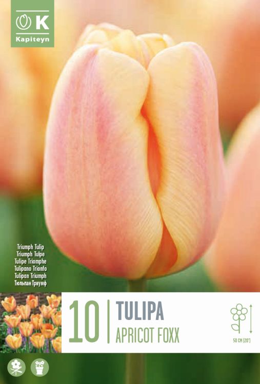 Tulp ‘Apricot Foxx’ 10tk/pk