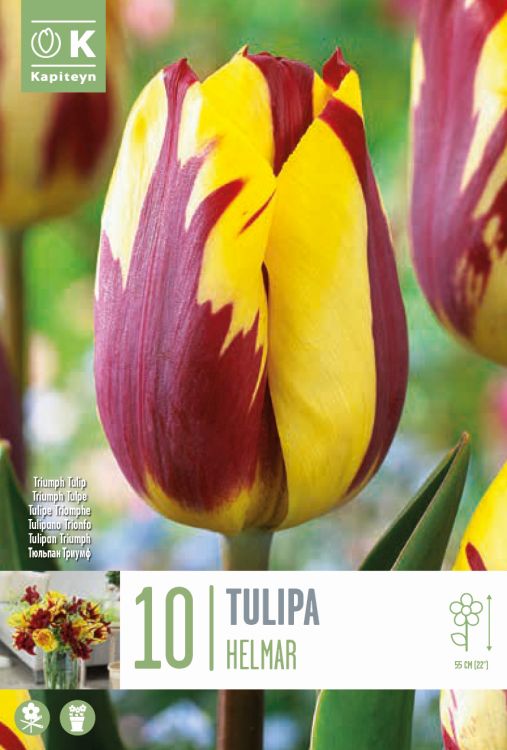 Tulp ‘Helmar’ 10tk (Triumf)