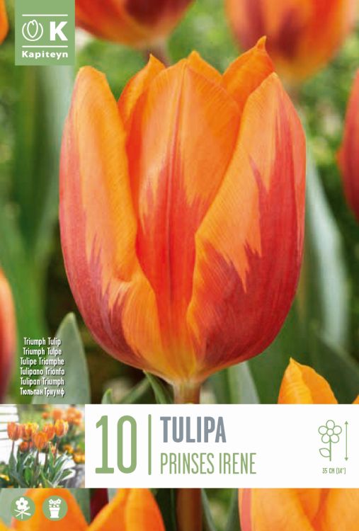 Tulp ‘Princess Irene’ 10tk