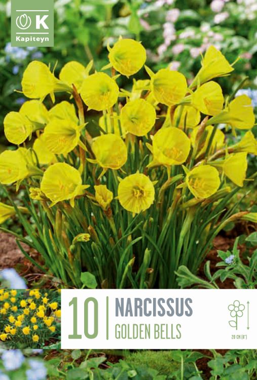 Nartsiss ‘Golden Bells’ 10tk