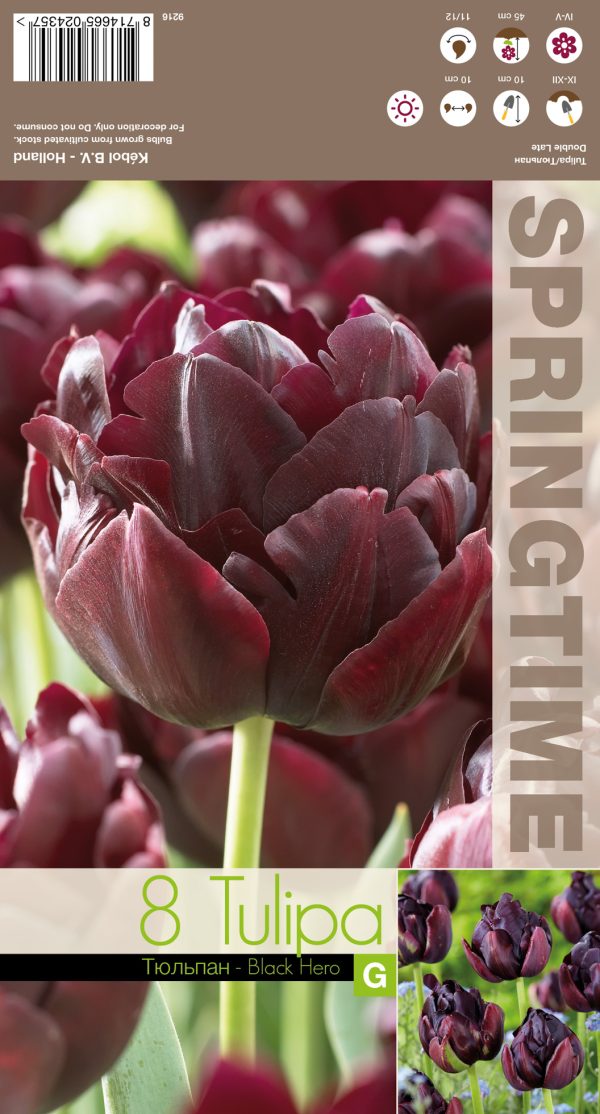 Tulp 'Black Hero' 8tk/pk