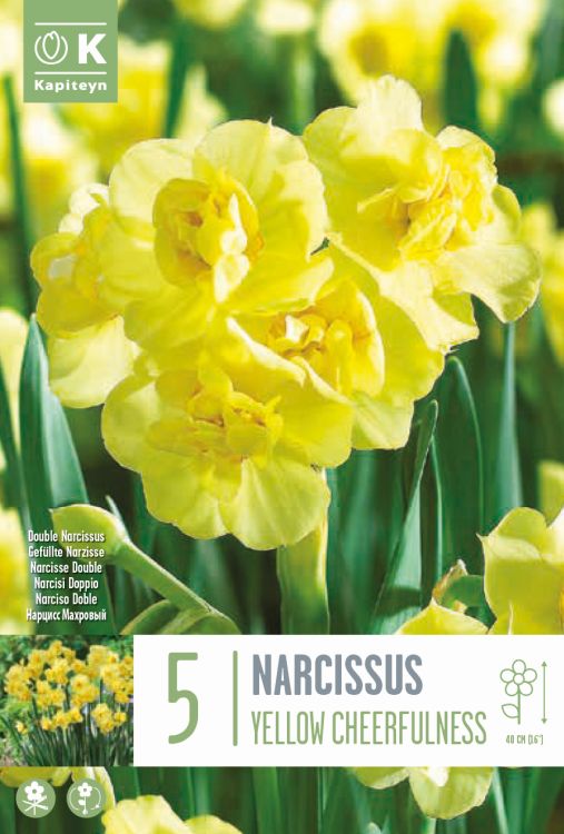 Nartsiss ‘Yellow Cheerfulness’ 5tk/pk