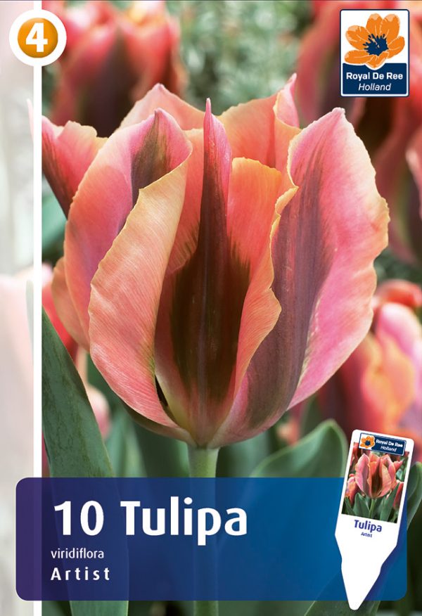 Tulp 'Artist' 10tk