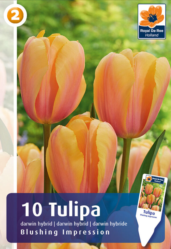 Tulp 'Blushing Impression' 10tk